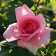 Троянда Жардін де Вілландрі (Роза Jardins de Villandry)